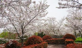 顾村公园坐地铁怎么走 顾村公园樱花节门票