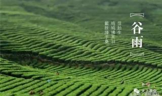 谷雨茶的正确采摘方法 谷雨茶是什么茶