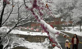 三月桃花雪诗句,柳絮如雪的句子 三月桃花雪的唯美句子